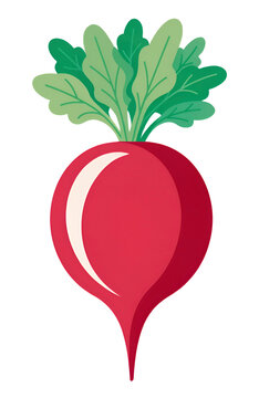 Illustrated radish with rounded root and leafy crown