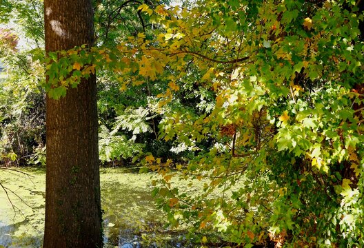 Fall foliage and trunk of tree