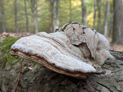 Close up of tinder bracket fungus growing on dead tree trunk in autumn forest