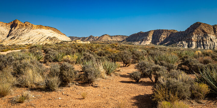 Desert Scrub at Snow Canyon near St George Utah