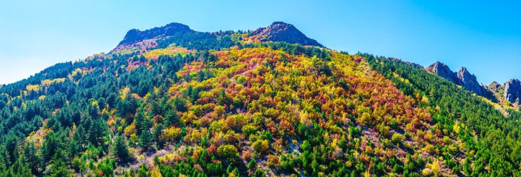 Aerial view of a dense colorful forest on a mountain slope with autumn foliage under a bright blue sky in Inner Mongolia, China