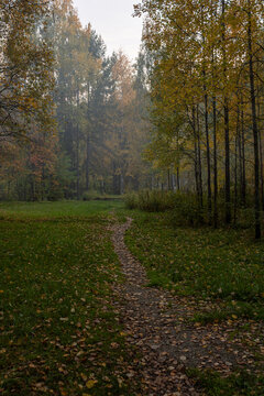 A mysterious winding trail covered in fallen leaves leading into a dense foggy forest in northern Russia during autumn.