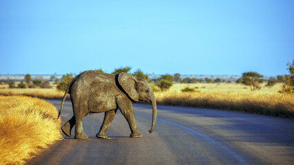 African bush elephant calf crossing safari road side view in Greater Kruger National park, South Africa   Specie Loxodonta africana family of Elephantidae © PACO COMO