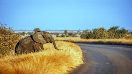 African bush elephant calf crossing safari road side view in Greater Kruger National park, South Africa   Specie Loxodonta africana family of Elephantidae © PACO COMO