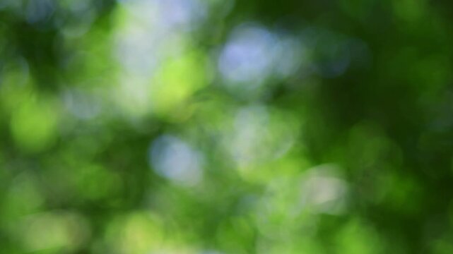 Green bokeh background from nature forest out of focus