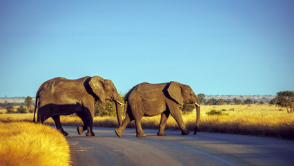 Two African bush elephants crossing safari road in Greater Kruger National park, South Africa   Specie Loxodonta africana family of Elephantidae © PACO COMO
