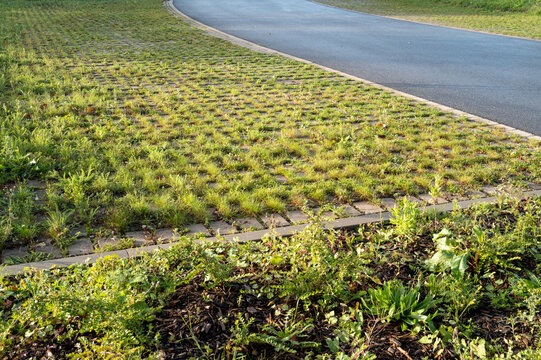 Planted grass and ground cover line the edge of a paved road in daylight