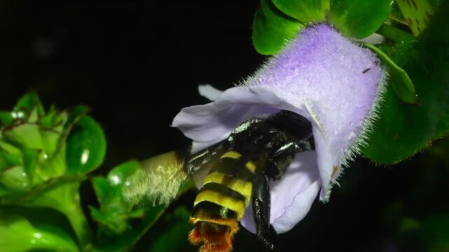 A large bee (Eulaema sp.) visiting a flower on the rainforest floor, slow motion. Napo province, Ecuador