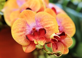 Close-up of vibrant orange and yellow Phalaenopsis orchids with striking red centers blooming beautifully in Trinidad © Ayesha