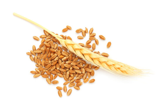 Golden wheat spike and grains isolated on white, top view