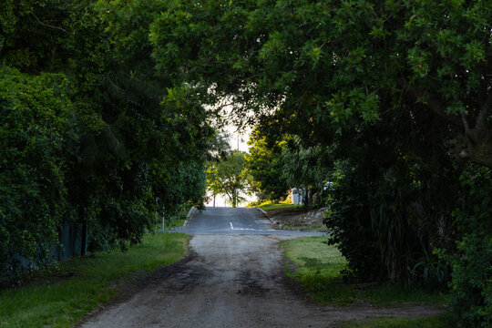 country lane with overhanging trees, Stanford, South Africa