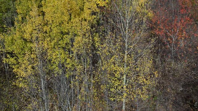 foglie autunno movimento foglie gialle