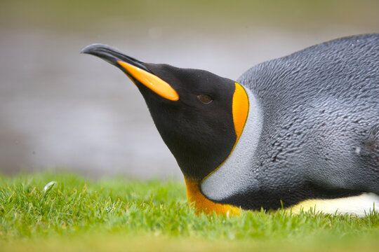 King penguin on South Georgia Island