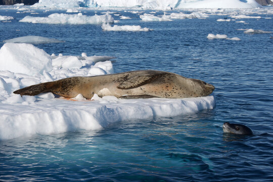 Leopard seal resting on ice off the coast of Antarctica