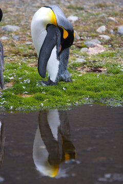 King penguin with reflection on South Georgia Island