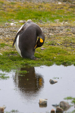 King penguin with reflection on South Georgia Island