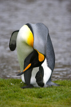 King penguin scratching on South Georgia Island