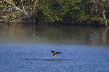 Osprey striking water surface hunting fish river © Stephen