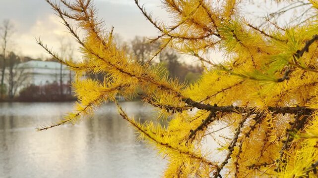 Golden larch branches sway gently over the Great Pond in Catherine Park, Pushkin, Russia, in slow motion. The glowing autumn scenery fills the heart with warm, peaceful joy.
