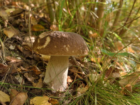 Fresh edible porcini mushroom Boletus edulis growing in the wild autumn forest among green grass and fallen leaves. Mushroom hunting, mycology, gourmet nature food harvesting concept.