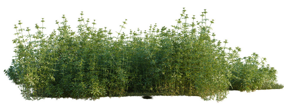Galium aparine tree shrub, plant bush, cutout, isolate transparent background, Detailed 3D Render of Lush Green Herb Bush - Ideal for Naturalistic Landscape Design and Botanical Illustrations