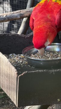Scarlet macaw Ara macao with red plumage spreading its wings beside a bowl of seeds in an aviary tropical parrot closeup