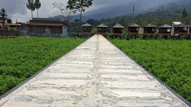A concrete bridge amidst carrot fields, Daucus carota