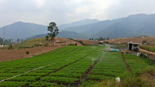 A sprinkler irrigation system spraying water in a carrot field, Daucus carota