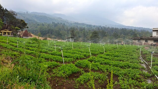 A sprinkler irrigation system spraying water in a carrot field, Daucus carota