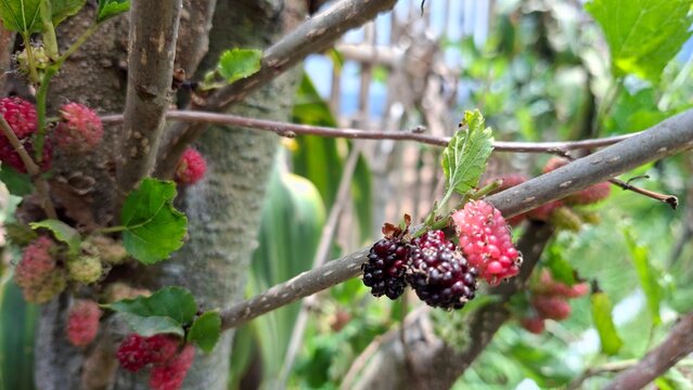 Black Red colored mulberry fruit, Morus alba