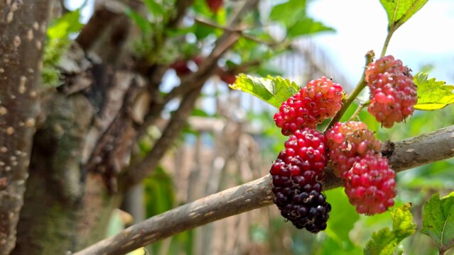 Black Red colored mulberry fruit, Morus alba
