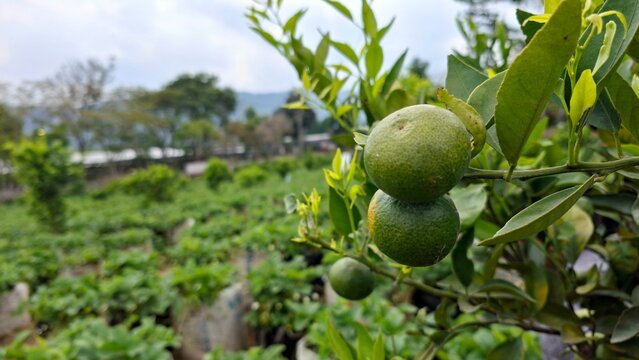 Green Siam honey orange, Citrus reticulata Blanco