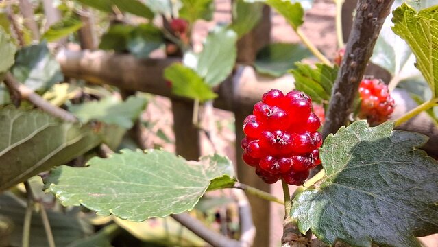 Red colored mulberry fruit, Morus alba