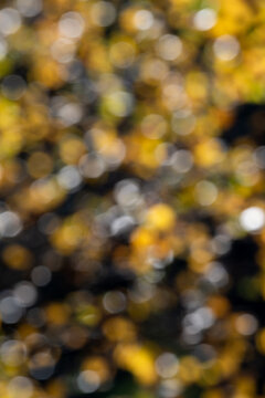 Autumn Birch Leaves Bokeh Background with Golden Yellow Lights.