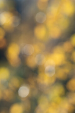 Autumn Birch Leaves Bokeh Background with Golden Yellow Lights.