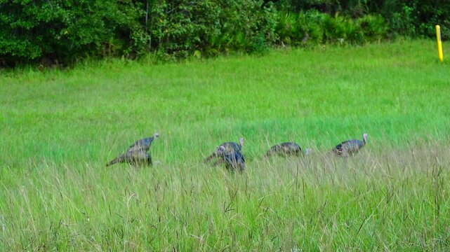 A flock of wild turkeys forages in the tall green grass of a meadow at Flatwoods Park in Tampa, Florida, while one bird stands alert as a lookout, with lush Florida woodland in the background.