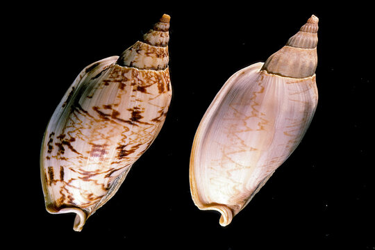 the two sides of a marine sea snail shell belonging to the genus Alcithoe (specifically matching Alcithoe swainsoni / Alcithoe arabica swainsoni from New Zealand, in the family Volutidae)