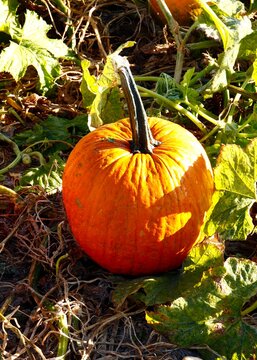 Just-picked pumpkin in the farm field