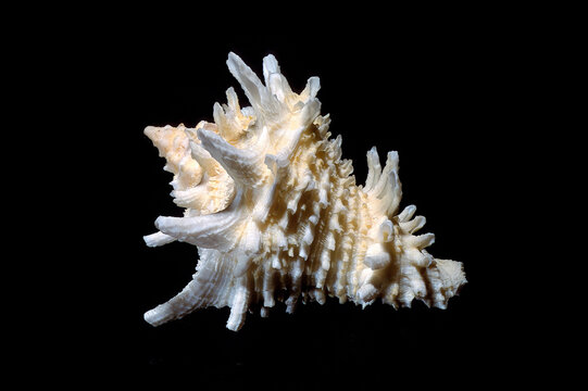 a marine gastropod shell, most closely resembling Aristovasum cassiforme (often referred to as Vasum cassiforme or the helmet vase shell), belonging to the family Vasidae Vasum cassiformis. Brasile
