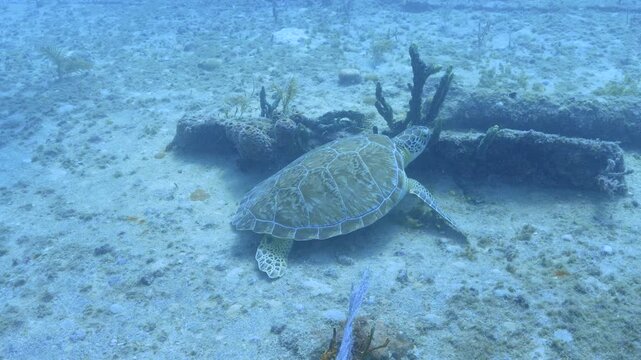 Sea Turtle Resting Between Shipwreck Beams Underwater in Key Largo Florida Keys