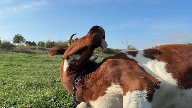 Cow is lying in the field and licking her back with her tongue, video with sound