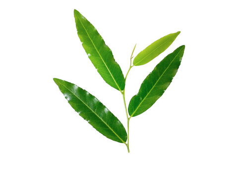 Fresh green laurel leaves