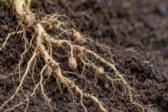 Small Nodules Attached to Legume Roots in Moist Soil