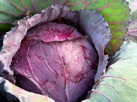 Red cabbage head in vegetable garden.