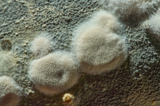 White mold colonies macro on dark surface