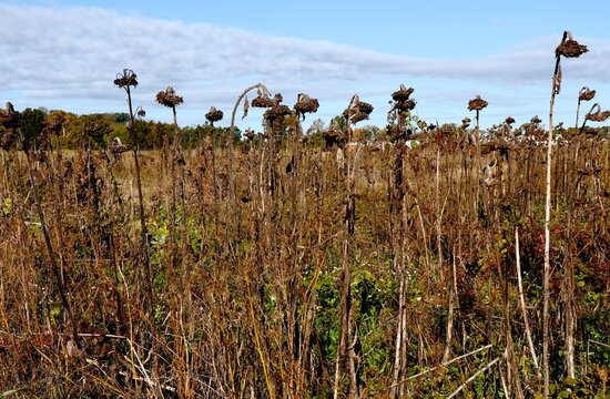 Field of faded flowers gone to seed