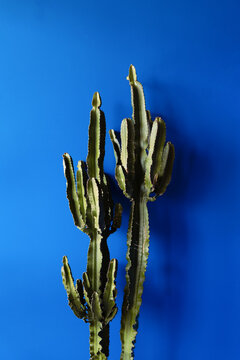 Green Cactus Against Bold Blue Background, Minimal Studio Plant