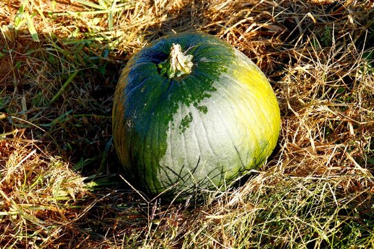 Green pumpkin freshly picked on farm