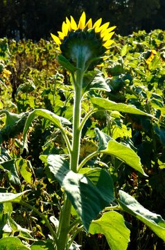 Single sunflower lit by the sun