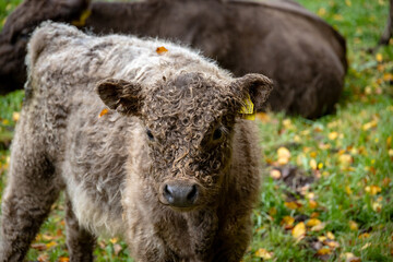 Galloway-Kalb © DieFotografin